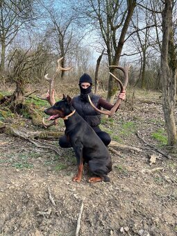 Doberman šteniatka - 12