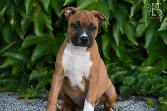 Americký Staffordšírsky terriér - 12