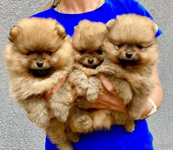 Pomeranian s PP FCI - 12