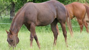 Kobyly Quarter Horse - 12