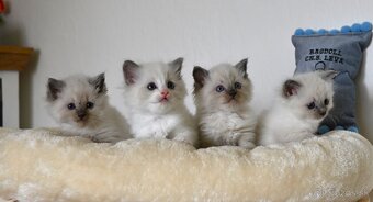 RAGDOLL mačiatka s rodokmeňom, - 12