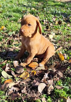 Maďarská vyžla bez PP - 12