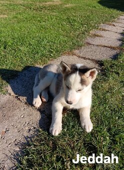 Sibirsky husky - 12