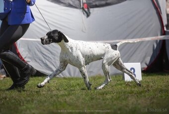 Anglický pointer, english pointer, stavač - 12