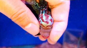 Flowerhorn kamfa shortbody - 12