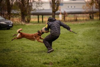 Belgický ovčiak malinois - 12