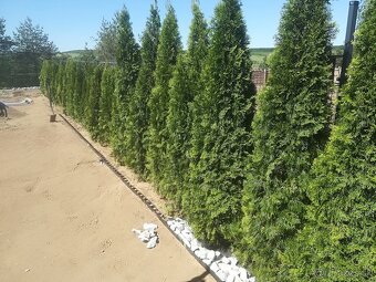 Tuja Smaragd, vavrínovec, červienka, gaštan - Rožňava - 12