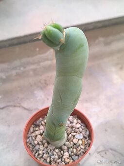 Kaktusy a sukulenty - 12