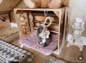 🐰 Minilop králiky 🐰 - 12