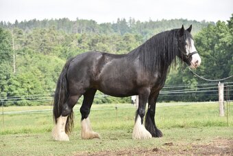 Irsky cob - 12