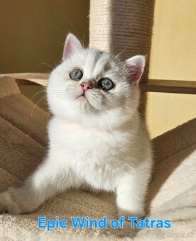 Britská krátkosrstá - 12