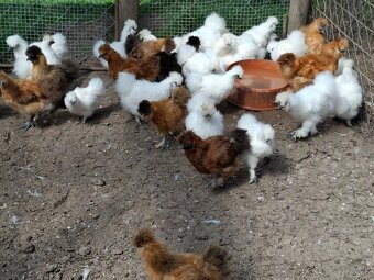 Araukany,  Ayam cemani, Brahmanky, Hodvábničky - 12
