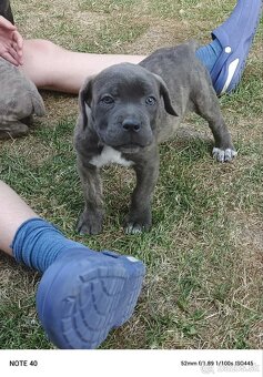 Cane Corso - FENKY - 12