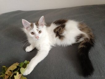 Maine coon - 12