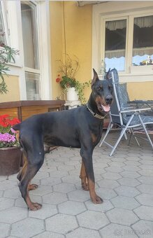 DOBERMAN ŠTENIATKA S FCI P.P. - 12