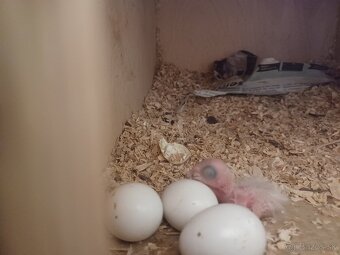 Amazoňan modročelý super krotký - 12