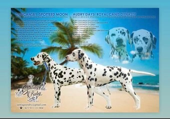 Dalmatínsky pes - 12