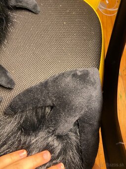 Mini partial fursuit s dvoma chvostami - 12