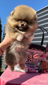 Pomeranian mini - 12