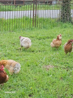 Predám nasadové vajíčka araucana - 12