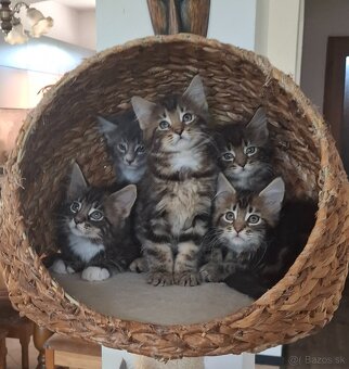 Mainská Mývalia mačka / Maine Coon - 12