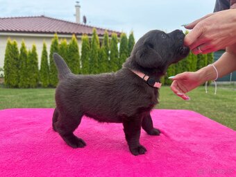 Cokoladovy labrador FCI s PP - 12
