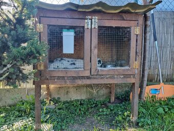 KRÁLIKAREŇ -ZAJAČNÍK - 12