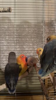 rucne dokrmene agapornisy - 12