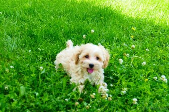 Maltipoo (malteze +Pudel = maltipoo) - 12