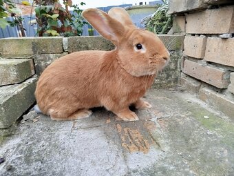 Burgundský králik - 12