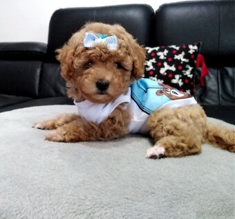 ❤️Pudlik mini toy ❤️ - 12