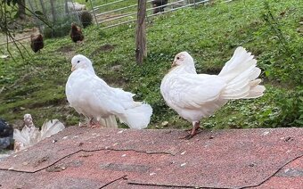 Holuby paviky - 12