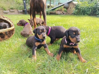 DOBERMAN - šteniatka - 12