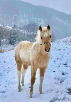 APH APHA PAINT HORSE ŽREBEC pripúšťanie - 12