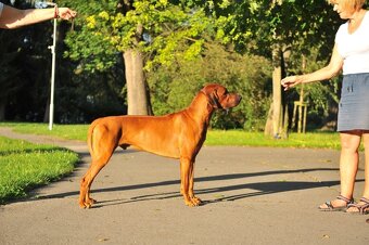 Rhodesian Ridgeback s preukazom pôvodu - 12