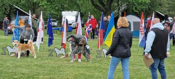 Akita inu s FCI rodokmeňom - plánovaný vrh - 12