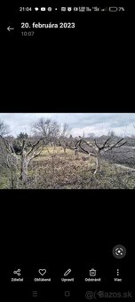 Strihanie ovocných stromov - 12