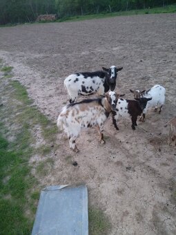 Minikozy darujem - 12