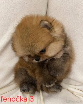 Pomeranian mini - 12