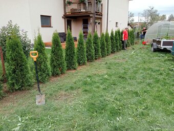 Tuja Smaragd, vavrínovec, červienka - POPRAD A OKOLIE - 12