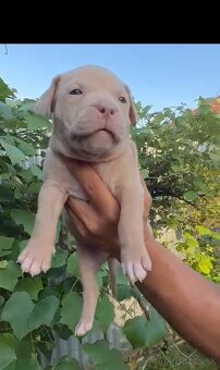 American bully xl - 12