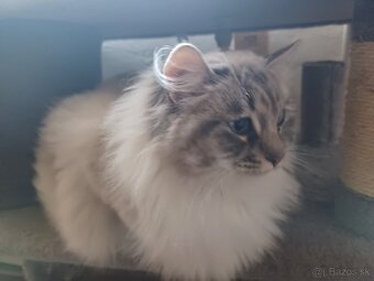 Ragdoll mačička - 12