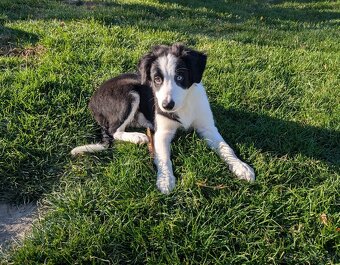 Border kolia- blue merle - 12