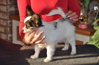 Papillon s rodokmeňom - 12