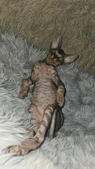 Donský sphynx  mačiatka - 12