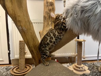 Bengalska mačka - 12