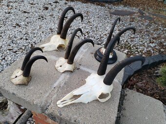 Trofeje kamzikov - 12