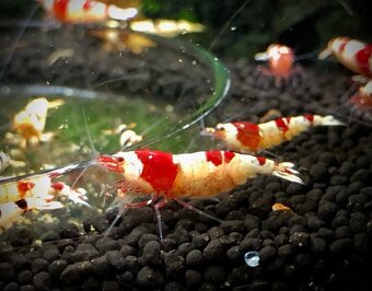 Krevetky (Caridina + Neocaridina)+rastlinky - 12