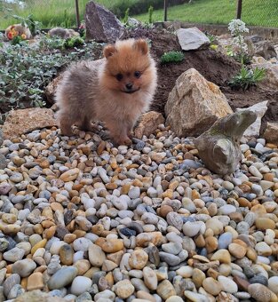 Oranžový špic -Pomeranian - 12