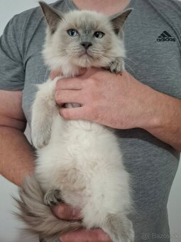 Ragdoll mačiatka - 12